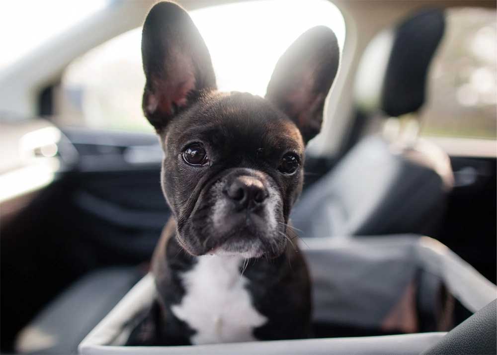 puppy in the car