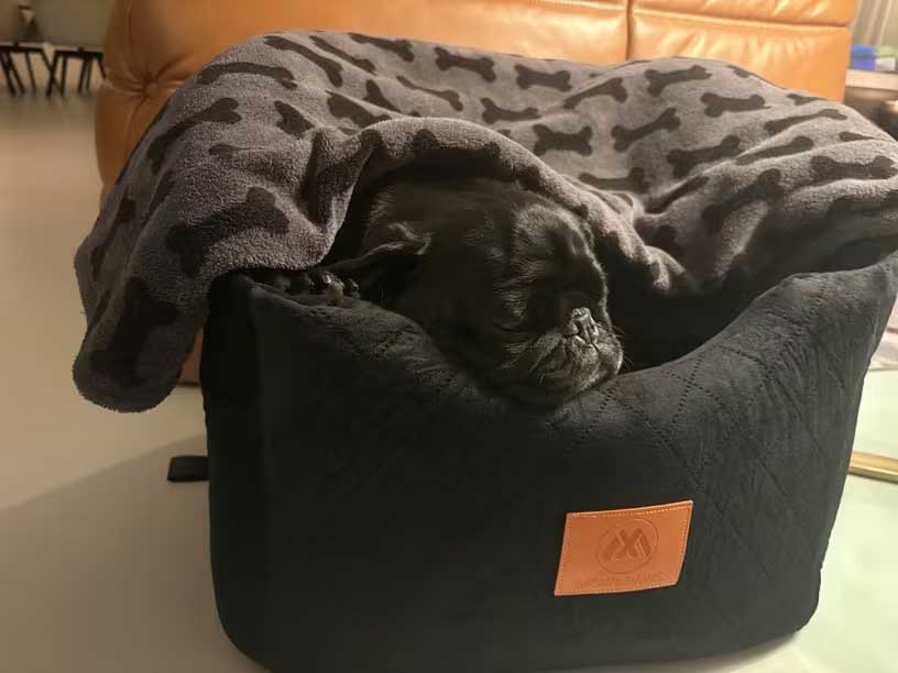 Raised car seat for small dogs 48x48x40 cm