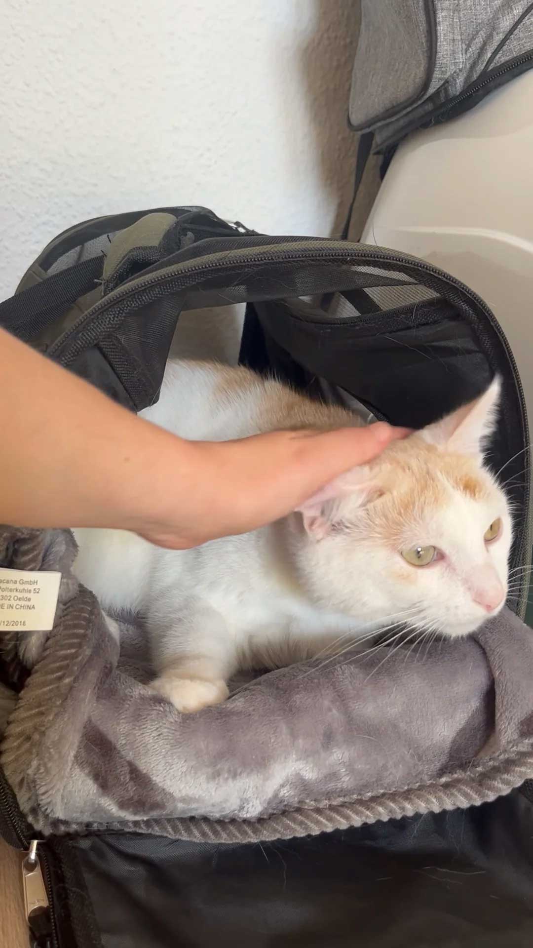 sas airline pet policy