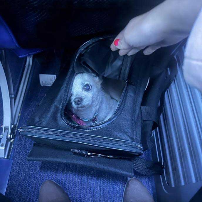 sas airlines dog in cabin