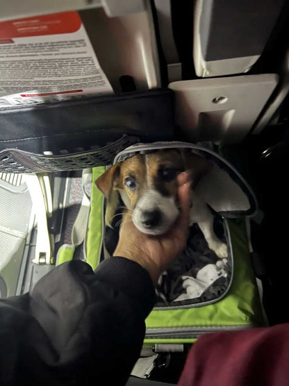 Selene air pet carrier, size 40x30x24cm, in-cabin under seat