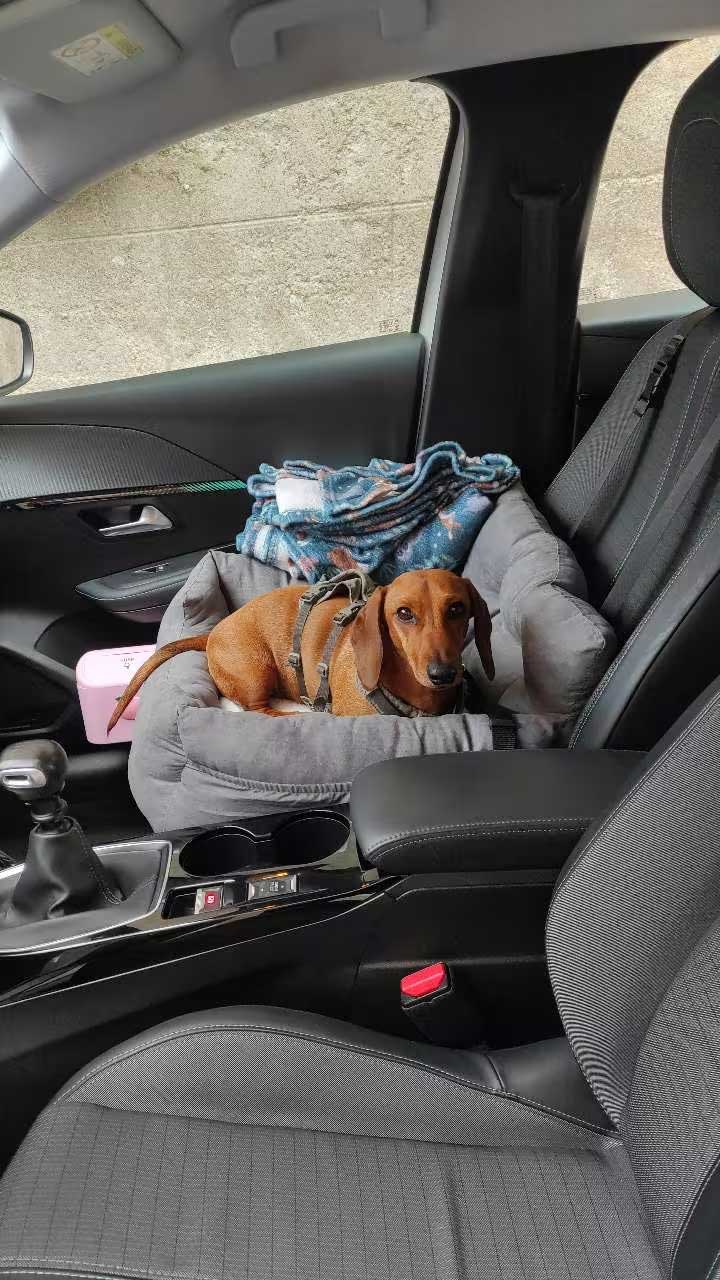 Autostoel kussen hond 50x55x35 cm