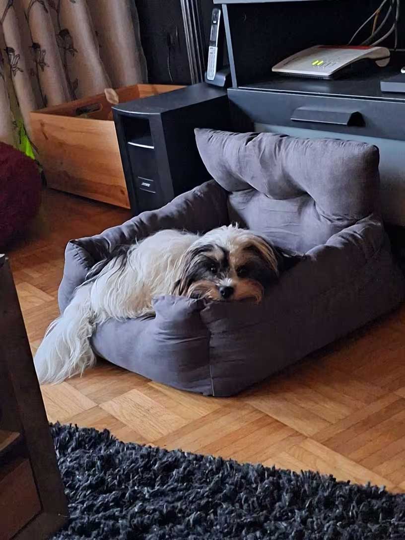 kleine hond autostoel