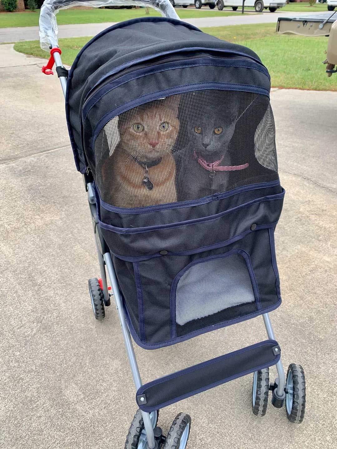 kinderwagen voor 2 katten