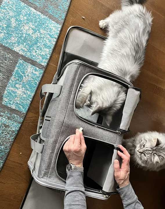 tips for travelling with cats in a car