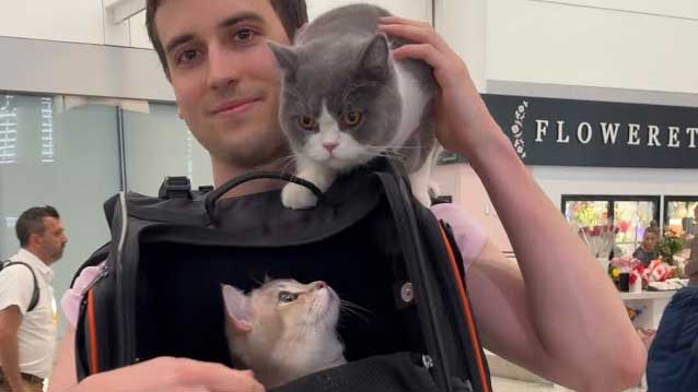 kan ik met 2 katten in het vliegtuig reizen