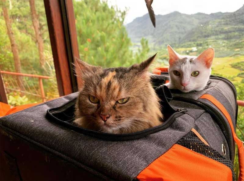 multiple cats traveling in car