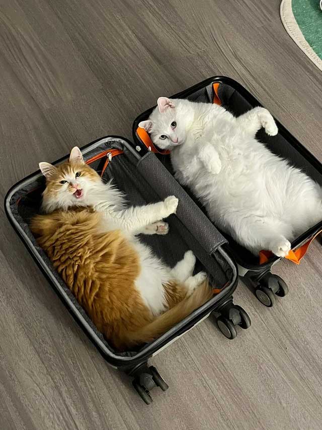 vliegen met twee katten in één reismand