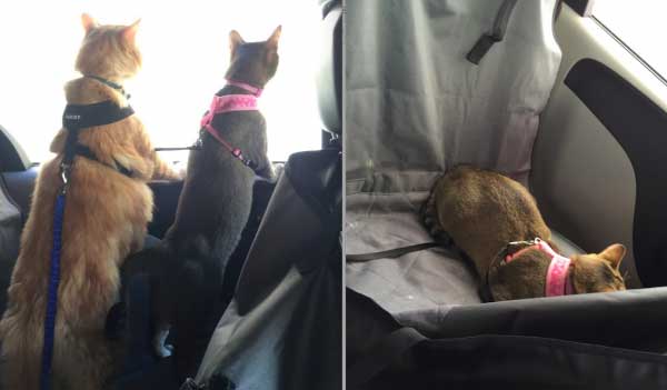 traveling with cats in car long distance