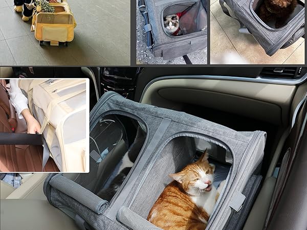 tips for travelling with cats in a car