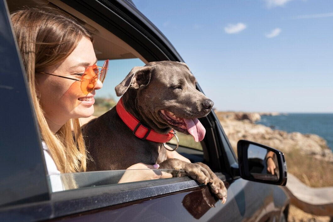 Traveling by car with a dog