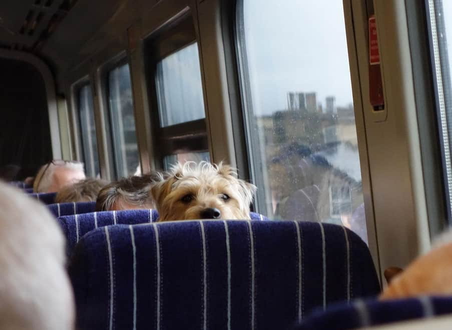 Traveling by train with a dog