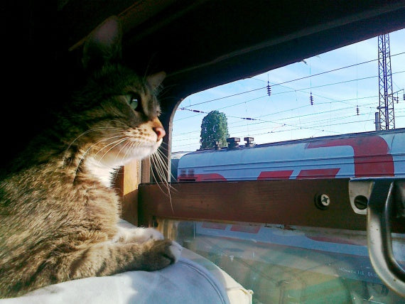 Trip with cat by train