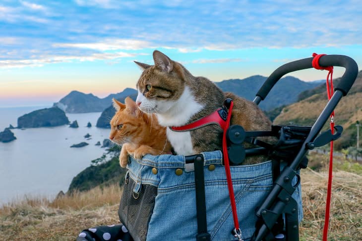 Trip with cat