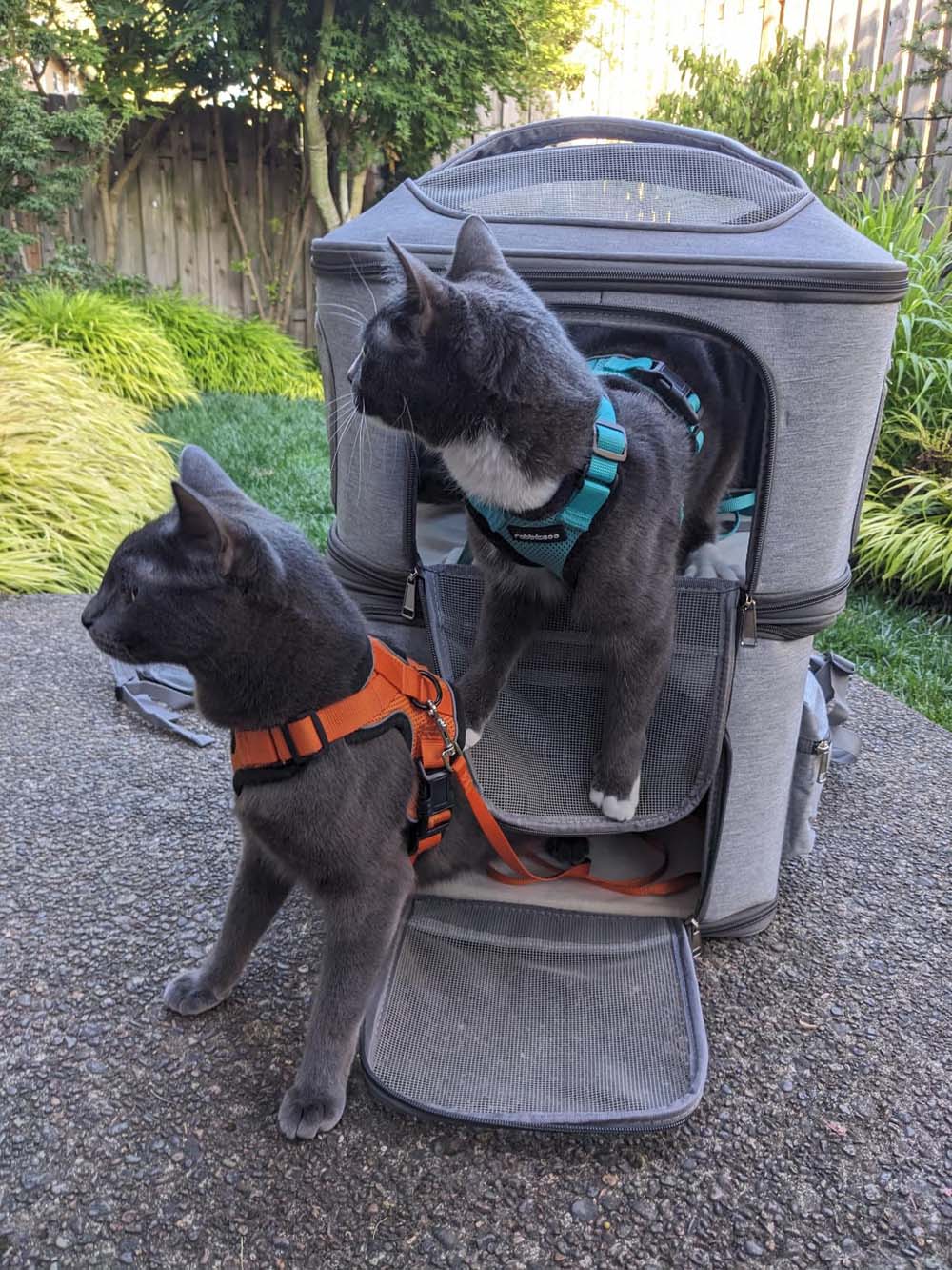 Door de luchtvaartmaatschappij goedgekeurde kattenmand voor 2 katten