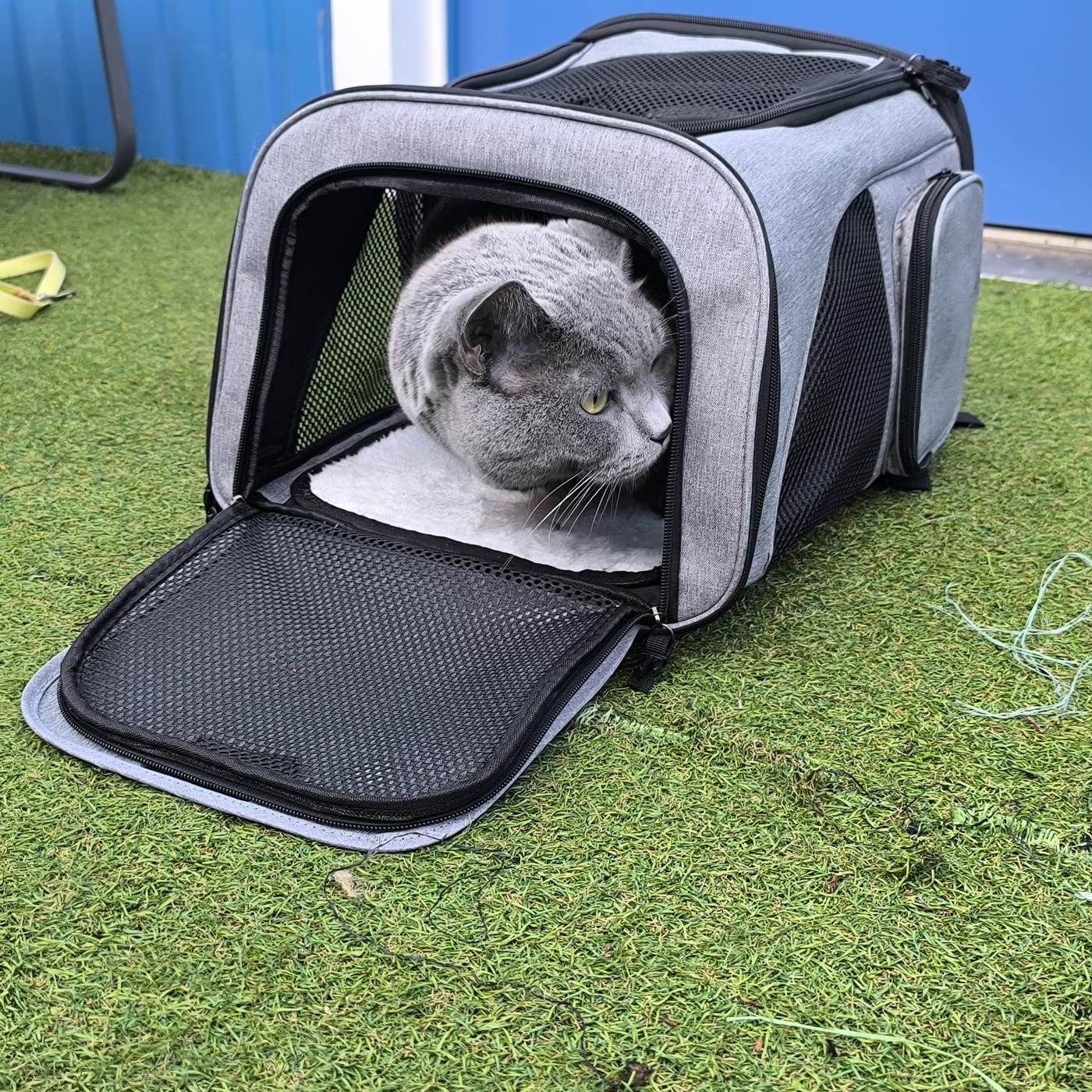 Grijze kat kijkt uit de plat liggende rugzak op het gras
