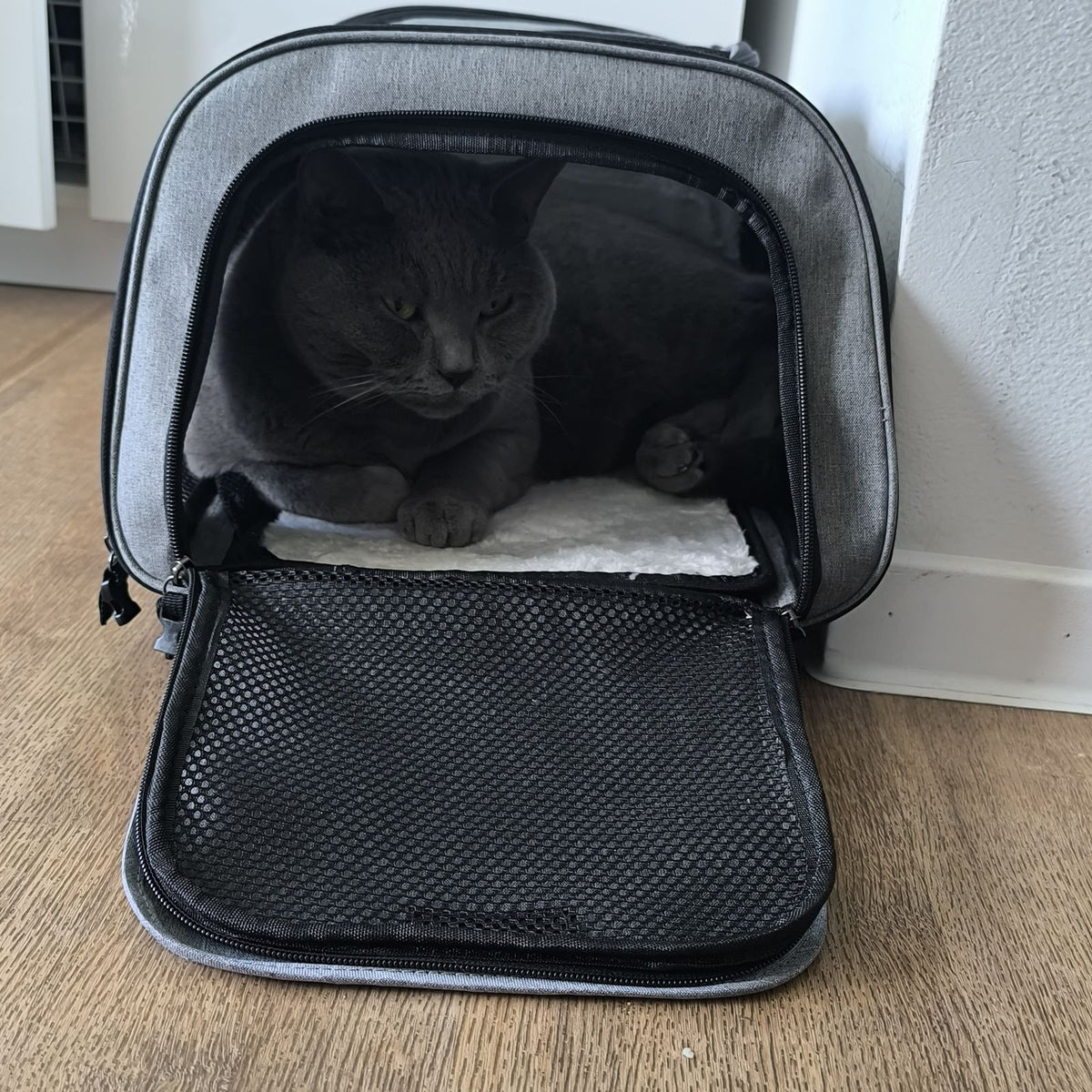 Kat ligt thuis op het pluche matje in de rugzak met de voorklep open