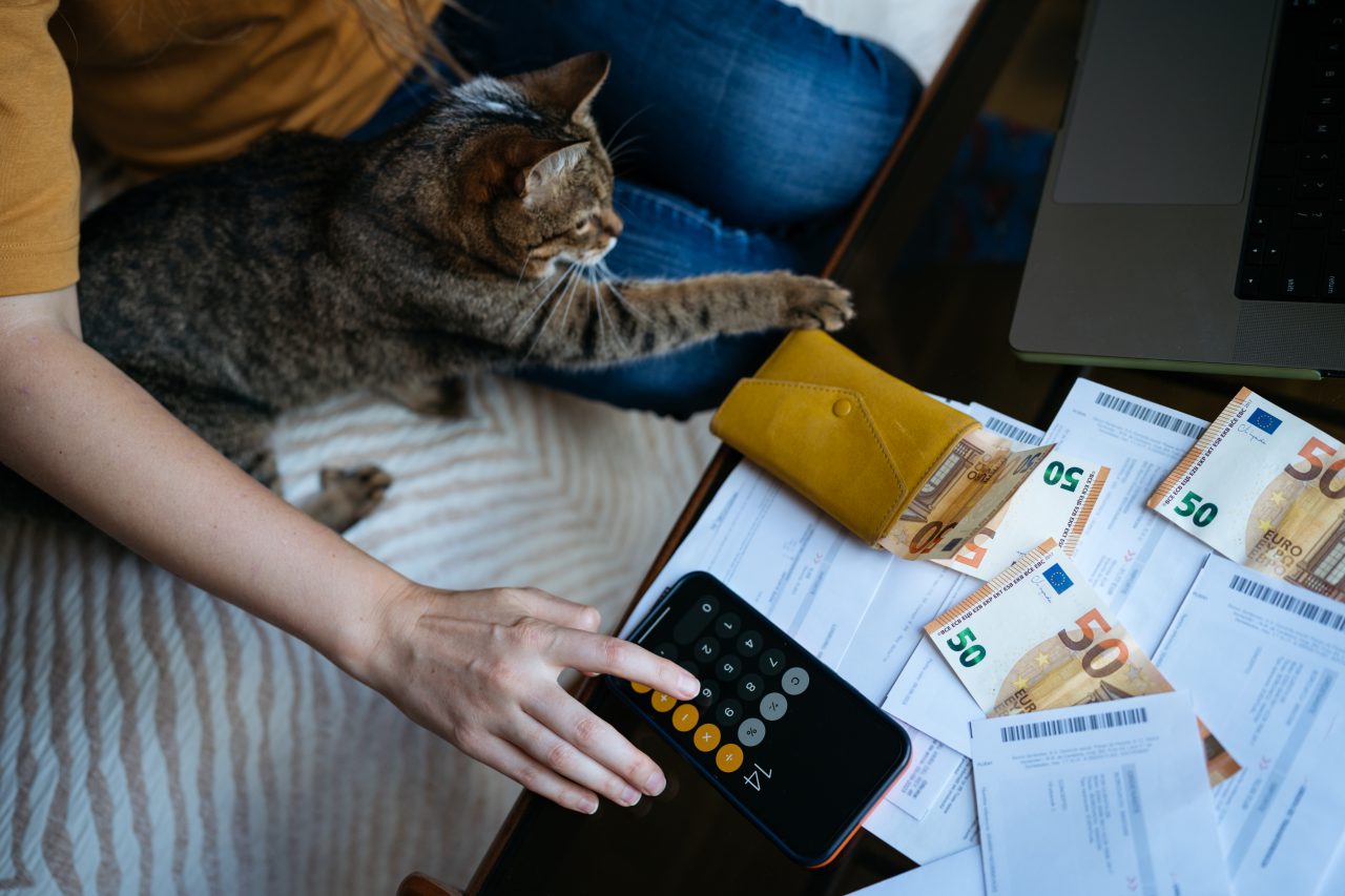 What documents are needed to travel with a cat